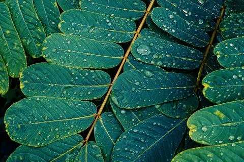Water drops splashing on blue leaf Stock Photos