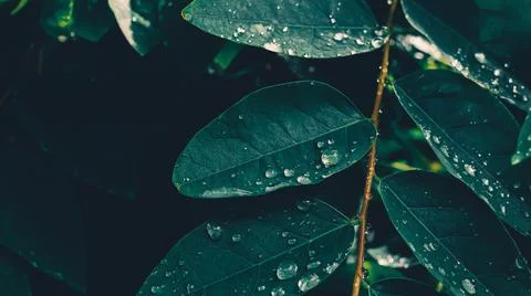 Water drops splashing on leaf Stock Photos