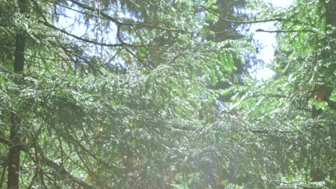 Water drops in sunlight on twigs after rain Video stock 160825501