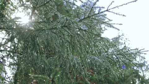 Water drops in sunlight on twigs after rain Stockbeeldmateriaal 160825504