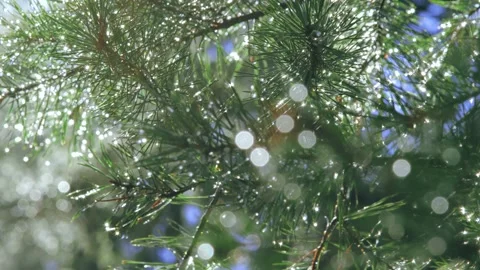 Water drops in sunlight on twigs after rain 库存影片 160825550