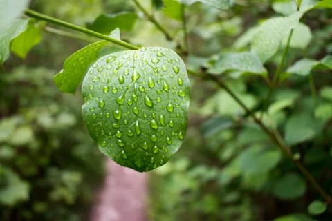 Water drops on the surface of a leaf Stock Photos