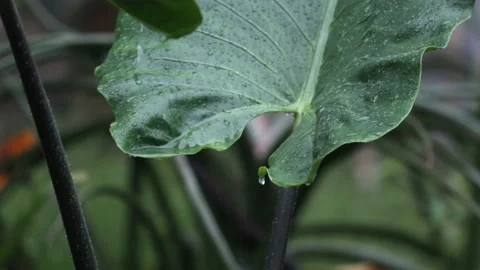 Water Drops on Taro Leaf Stock Footage 164761177
