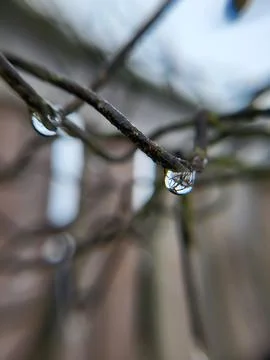 Water Drops on Thin Tree Branches Close Up Stock Photos