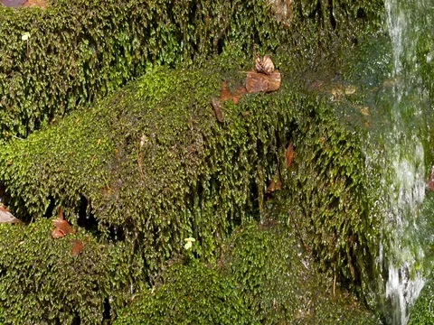 Water drops through forest moss Stock-Footage 81194385