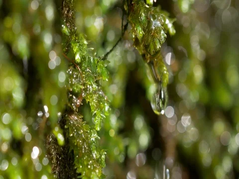 Water drops through forest moss Stock Footage 81194415