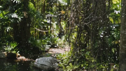 Water drops through forest moss. 動画素材 129482189