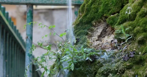 Water Drops Through The Green Moss Stock Footage 110878228