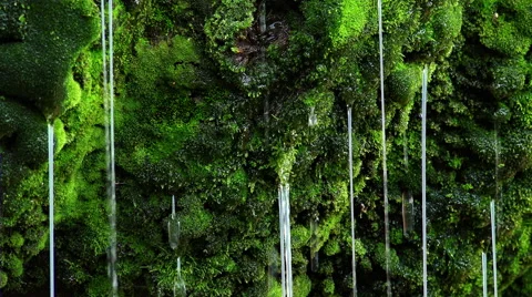 Water drops through the moss in an old historic fountain in Italy Video stock 56150159