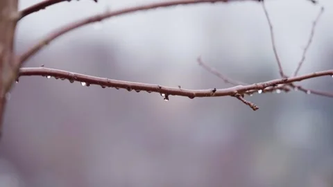 Water Drops On Tiny Branch After The Rain. Shallow Depth Of Field. Stock Footage 271041812
