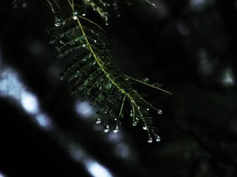 Water drops on  tree after rain Photos