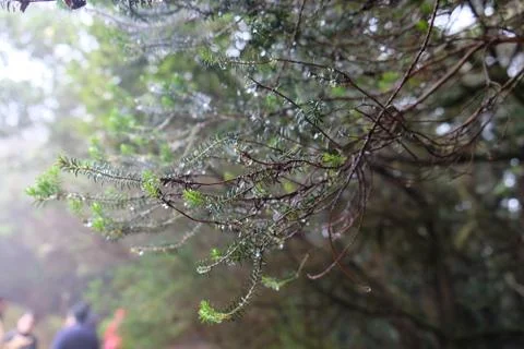 Water drops on tree branch Stock Photos