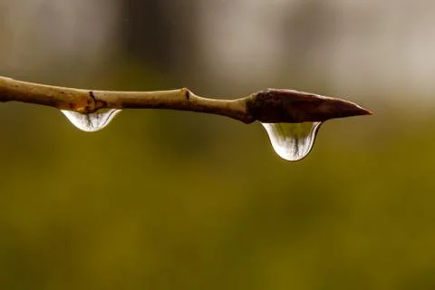 Water drops on a tree branch Stock Photos