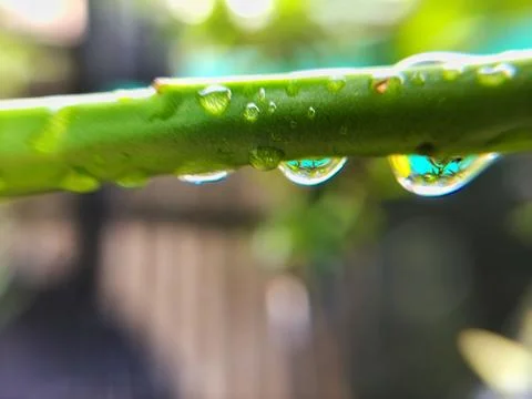 WATER DROPS ON TREE BRANCHES Foto stock