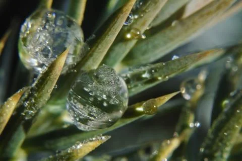 Water drops on the tree needles Stock Photos