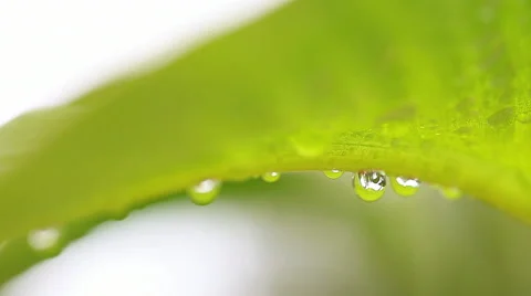 Water drops under a tropical leaf Stock Footage 60110446
