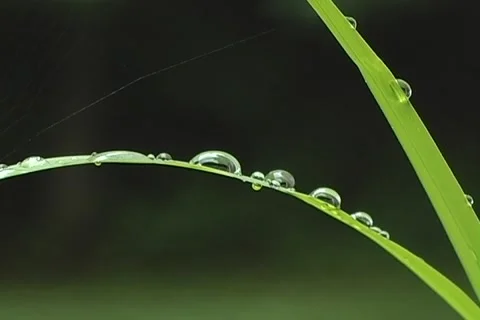 Water Drops on Vegetation Stock Footage 1106407