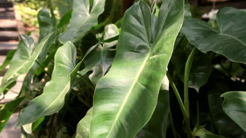 Water drops on vibrant green leaf after a rain Stock-Footage 340452468