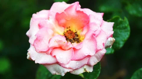 Water drops on a white pink rose and green leaves Stock Footage 111357230