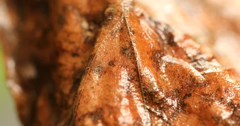 Water on a Dry Leaf Stock Footage 290299805