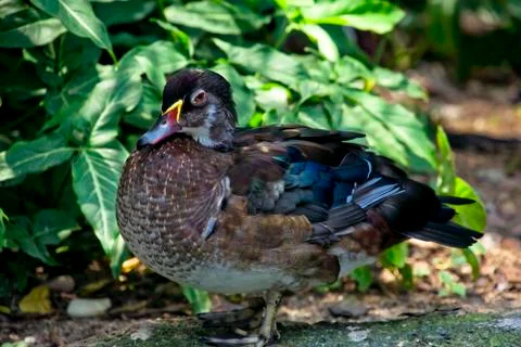 Water duck Stock Photos