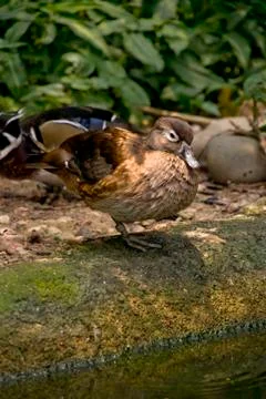 Water duck Stock Photos