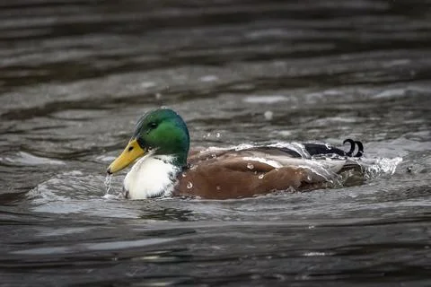 Water off a ducks back Foto stock