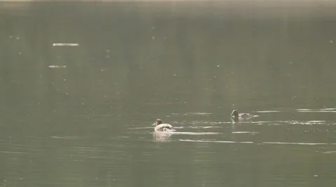 Water Ducks Trees. Stock Footage 38770461