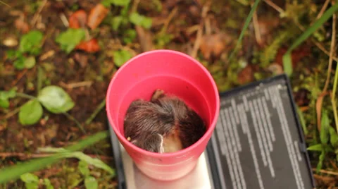 Water Ducks Trees. Stock Footage 38770823