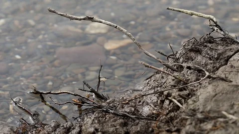Water at the edge of the river. Stock Footage 123394255