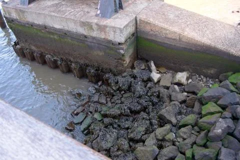 Water edge support 스톡 사진