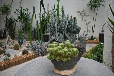 Water Efficient Landscaping - Dry Plant House Stock Photos