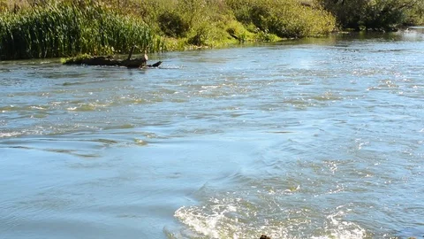 Water element in the spring, the river with a full-flowing stream after the desc Stock-Footage 95927491
