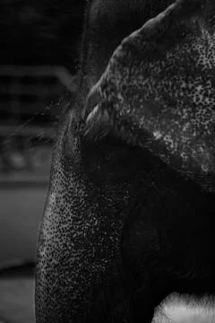 The water elephant  Stock Photos