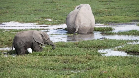 Water elephants Stock Footage 141811595
