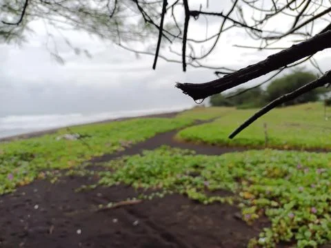 The water on the ends of the branches 스톡 사진
