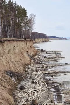 The water is eroding the coast. Trees fallen from a cliff lie on the seashore 스톡 사진