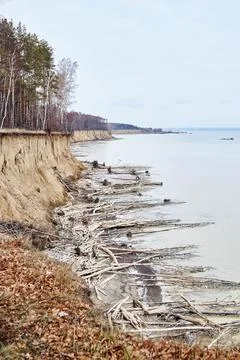 The water is eroding the coast. Trees fallen from a cliff lie on the seashore Stock Photos