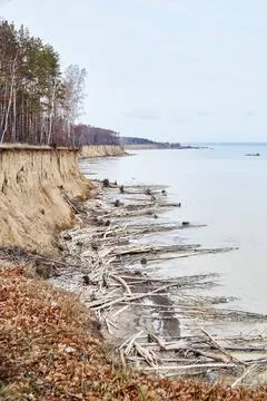 The water is eroding the coast. Trees fallen from a cliff lie on the seash... Foto stock