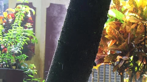 Water evaporating from bark of a tree during morning Stock Footage 252053705