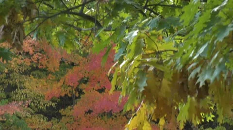 Water fall - Autum - pan down - 004 Stock Footage 12635419