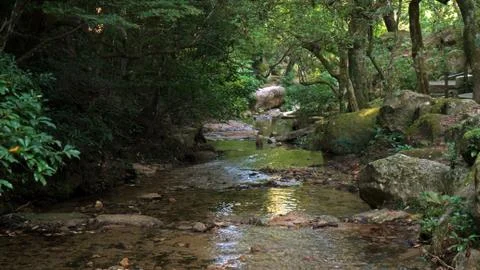 A water fall flows over rocks in a lush green autumn Japanese forest Stock Photos
