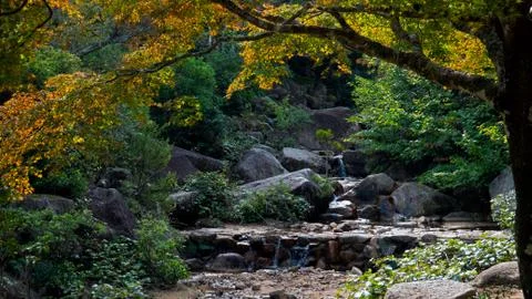 A water fall flows over rocks in a lush green autumn Japanese forest Stock Photos