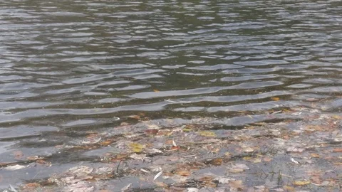 Water in the fall Stock Footage 114247237