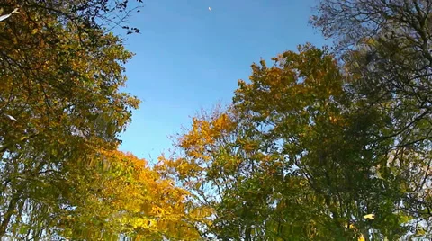 Water fall HD Stock Footage 32344699