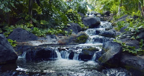 Water fall surrounded by coastal plants splashing over volcanic Stock Footage 330755000
