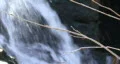 Water Fall & Tree HD Footage
