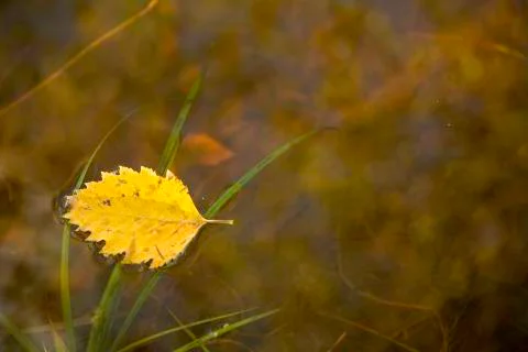 Water Fallen Leaf Stock Photos