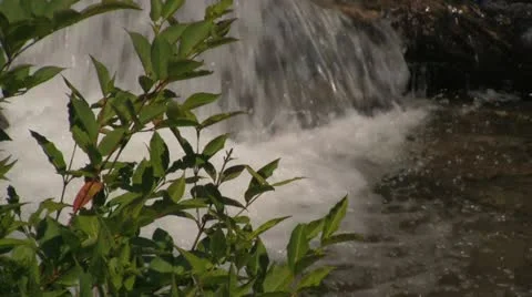 Water Falling Behind Green Leaves Stock Footage 12759311