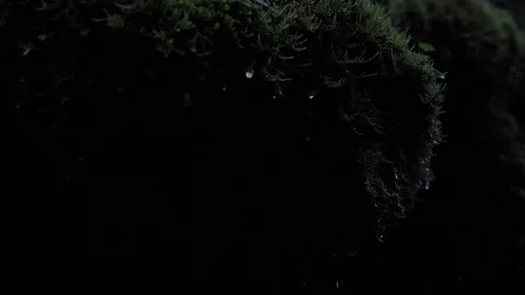 Water falling from dark moss Stock Footage 103061102